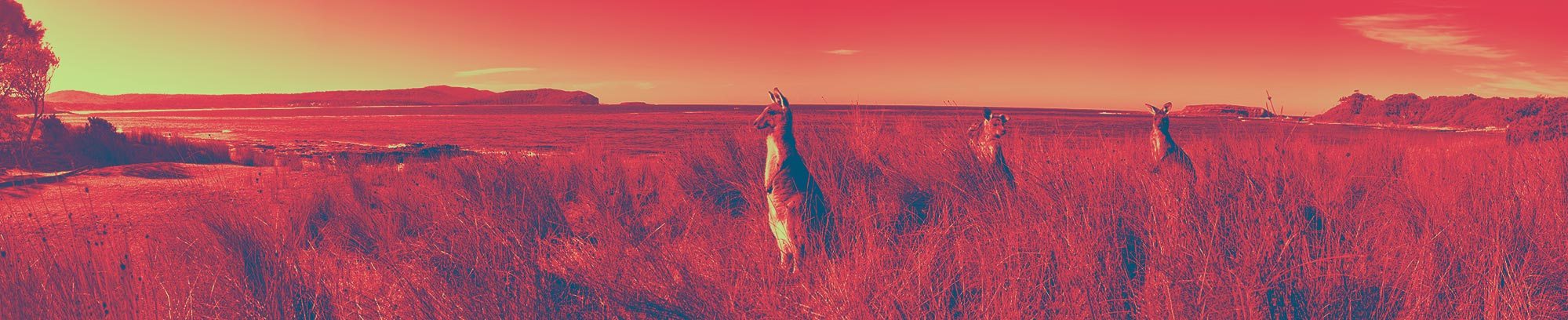3 Kangoeroes op de uitkijk in hoog gras bij water, bewerkt in de Kangaroo huisstijlkleuren